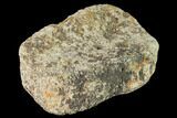 Fossil Hadrosaur Phalange - Alberta (Disposition #-) #143313-2